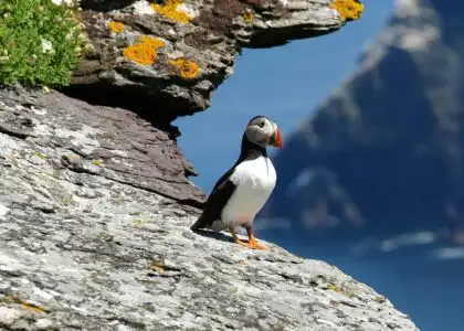 Puffin Island, Portmagee