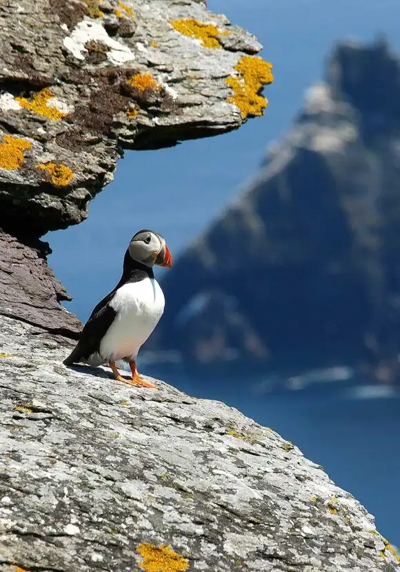 Puffin, County Kerry