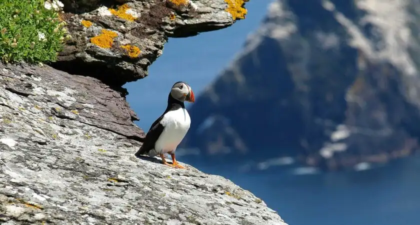 Puffin, County Kerry
